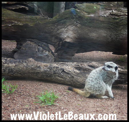 VioletLeBeaux-Melbourne-Zoo-1030032_1335 copy
